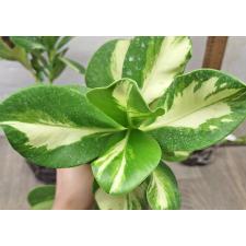 Клузия большая (Белый центр) / Clusia major (white margin)