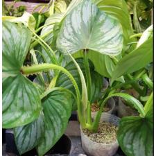 Philodendron mamei sib 3" B9 January