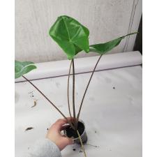Alocasia Sting Ray