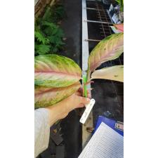 Aglaonema Lion (green form) 37/1