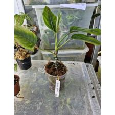 Aglaonema sp 52 - 450р