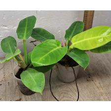 Philodendron moonlight 