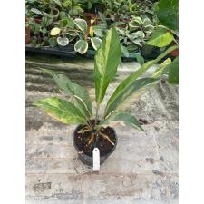 Anthurium variegated sp 9