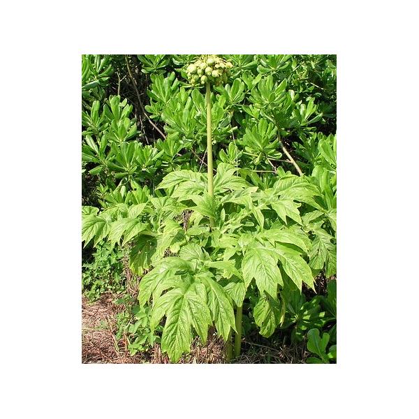 Такка леонтопеталоидес / Tacca leontopetaloides