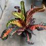 Codiaeum Keeree Bunchorn.