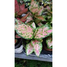 aglaonema zircon в керамике
