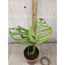 Monstera -  esqueleto