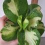 Clusia major (white center)