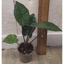 Алоказия Сарав юкатан Принцесса / Alocasia Saraw. 'ucatan Princess