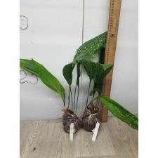 Aspidistra sp.(T16) 17