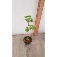 Polyscias guifoylei 'Quinquefolia' pot 1100p