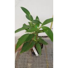 Philodendron sp.(T14) Madagascar 391-568 pot