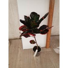Codiaeum Kaew Klaw 38 - 1900p
