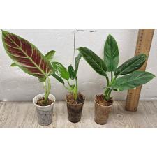 Филодендрон Круэнтум / Philodendron cruentum