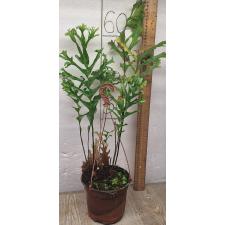 Дринария сп.(Т05) Крестед Филиппины  / Drynaria sp.(T05) Crested Philippines.