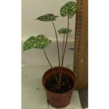 Алоказия Хило биюти (Ксантокаладиум Хило Биюти) / Alocasia Hilo Beauty (Xanthocaladium Hilo Beauty) 