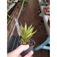 Sansevieria francisii variegated 539