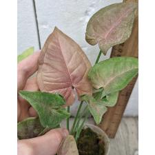 Сингониум Неон / Syngonium Neon