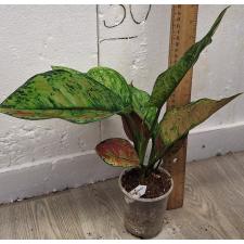 Аглаонема Хенг Хенг - зеленая / Aglaonema Heng Heng - green A-28