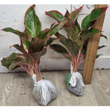Аглаонема Аврора - Красная / Aglaonema Aurora - Red A-7