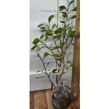 Фикус дельтовидный "Грув лист" / Ficus deltoidea 'Groove leaf'.