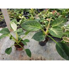 Philodendron birkin 12 cm pot