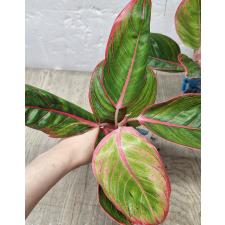 Аглаонема Помада (Красная) / Aglaonema Lipstick (Red) A-113