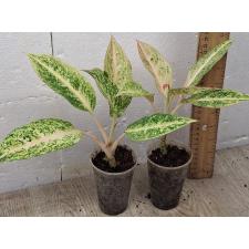 Аглаонема Легаси оранжевая / Aglaonema legacy Orange