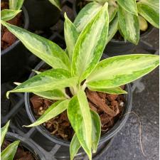 Aglaonema Elephant Ears (Dwarf)