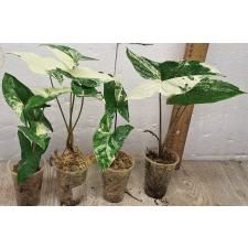 Сингониум ножколистный Белые пестрые листья / Syngonium podophyllum White Variegated Leaves