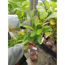Ixora Star Shower 470