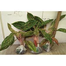 Аглаонема 20 Карат. / Aglaonema 20 Karat A-2