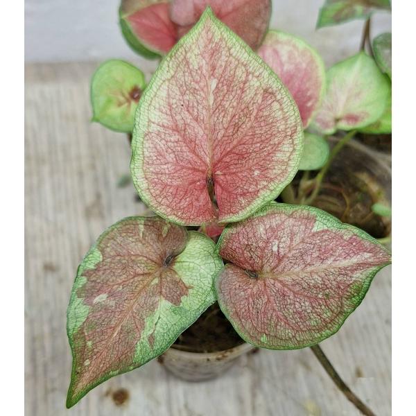 Каладиум сп. С-8 / Caladium sp C-8