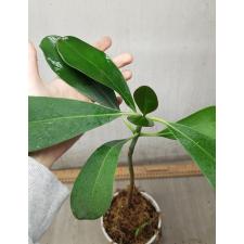clusia sp 