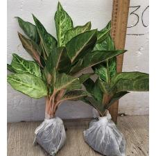 Аглаонема Лаки зеленая. / Aglaonema Lucky green A-55