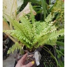 Nephrolepis exaltata cv Blonde (Rita's Gold)