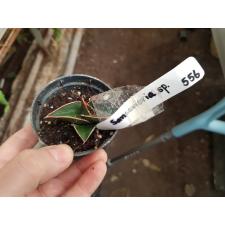 Sansevieria rorida (S) 556