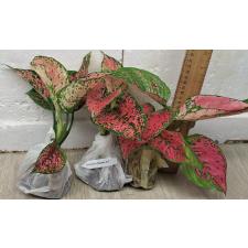 Аглаонема камкун номер 1 - Супер розовая. / Aglaonema Kamkoon no.1 - Super Pink A-61