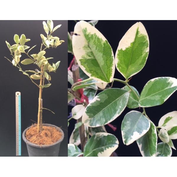 Аталантия монофилла альбомаргината №3 / Atalantia monophylla albomarginata (No.3).