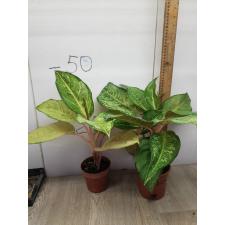 Aglaonema Frozen black A-27 pot