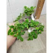 Hoya heuschkeliana albomarginata (S)(#952)