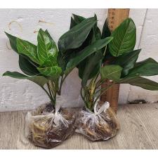 Аглаонема Кхунмакрача / Aglaonema Khunmakracha A-34