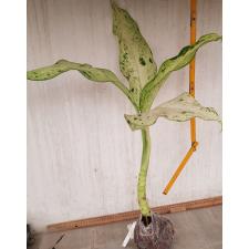 Dieffenbachia Camouflage