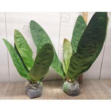 Anthurium superbum