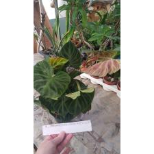 Philodendron Verrucosum Incensi  15 cm pot