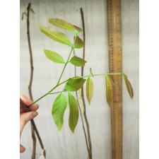 Nephelium lappaceum (Rambutan)(yellow fruit) 236
