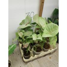 Syngonium 'Pink Spot' 