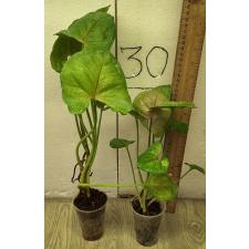 Сингониум (Т24) / Syngonium (T24)