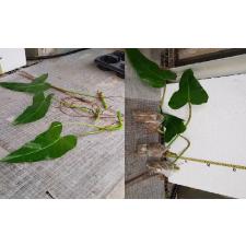 Philodendron sp hastatum 1L