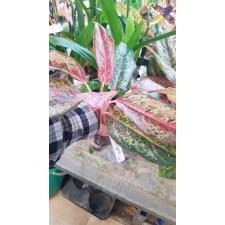 Aglaonema Prakay Ngern 92